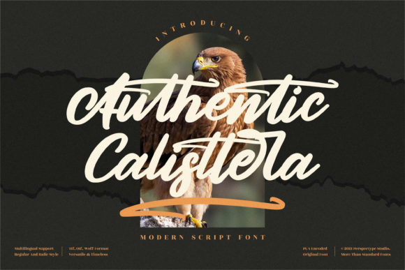Authentic Calisttera: Integrating a Bold Brushed Script into Professional Design Workflows